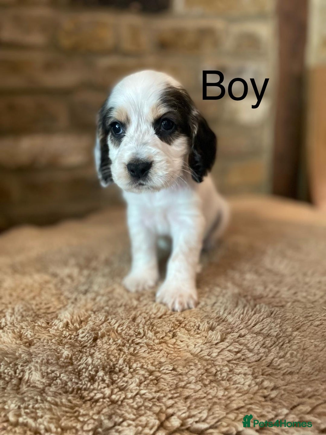Cocker Spaniel dogs for sale: KC Registered Show Cocker Spaniel Puppies  - Image 4