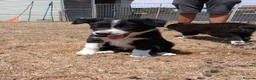 Border Collie dogs for sale: Long coated border collie puppies - Advert 13