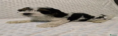 Cockapoo 3