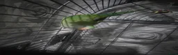 Parakeets birds for sale: Barraband parrot  in Chester - Advert 2