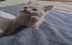 Scottish Fold cats for sale: Last beautiful kitten reduced  - Image 11