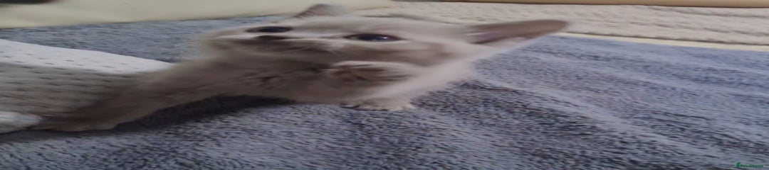 Scottish Fold Kitten 1