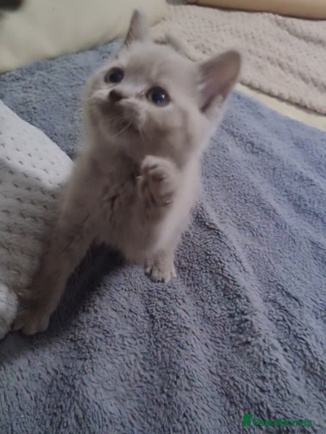 Scottish Fold cats for sale: Last beautiful kitten reduced  - Image 11