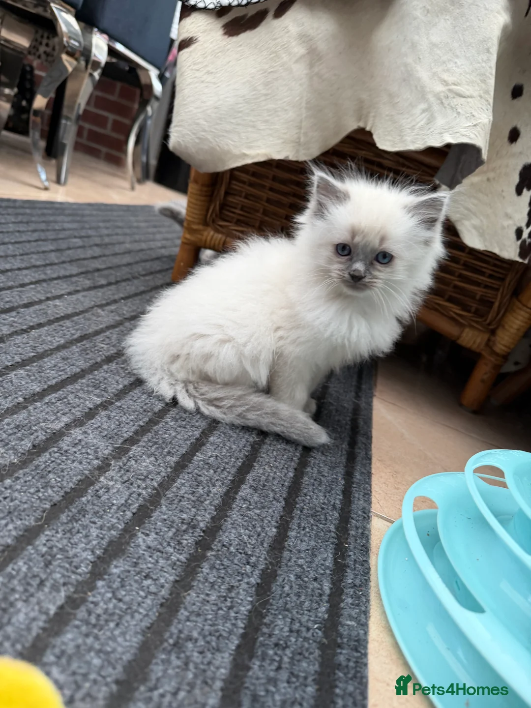 Ragdoll cats for sale: Beautiful Cuddly Purebred Kittens in Great Yarmouth - Advert 15