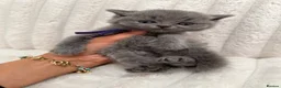 British Shorthair cats for sale: Ready soon - Chunky Blue British Shorthair Kittens - Advert 9