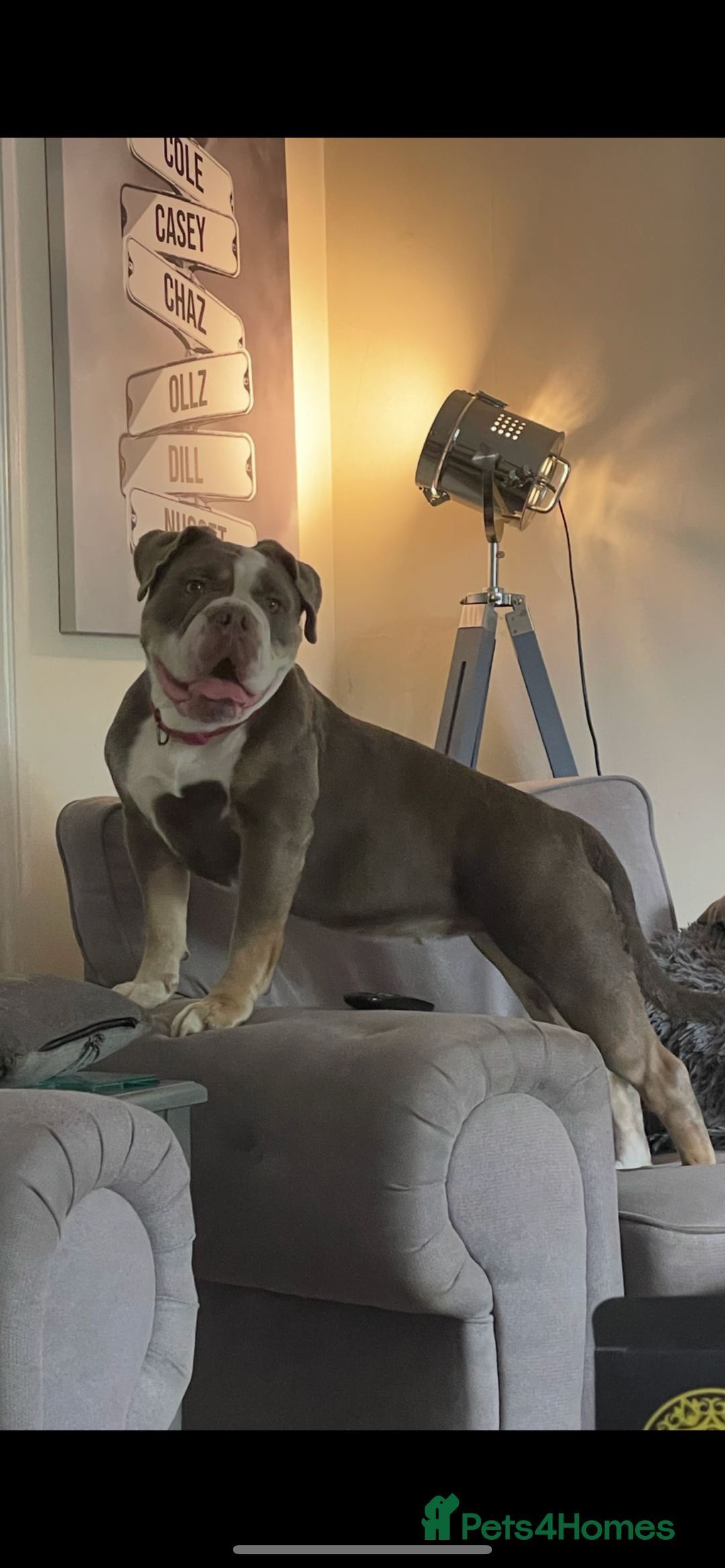 Olde English Bulldogge dogs for sale: Lyla  - Image 2