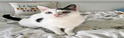 Domestic Shorthair cats for sale: 2 Bonded Brothers looking for a new home - Advert 4
