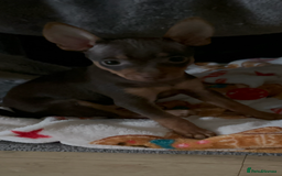 Russian Toy Terrier dogs for sale: For sale KC puppies - Image 21