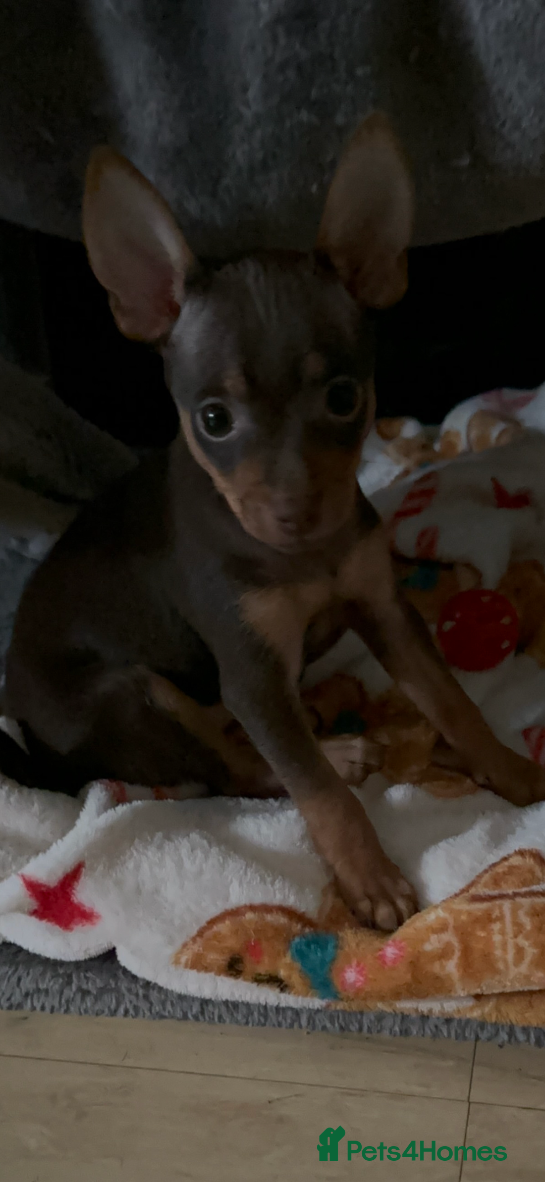 Russian Toy Terrier dogs for sale: For sale KC puppies - Image 21