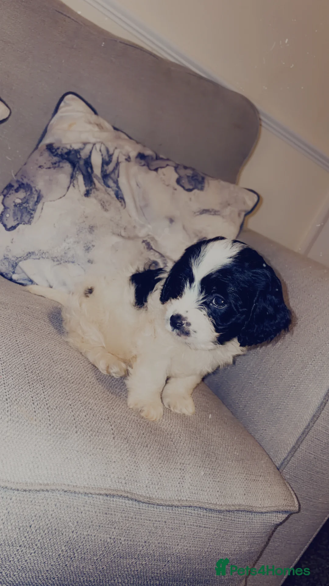 Sproodle dogs for sale: Male poodle for Sad sale! - Advert 1