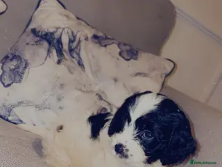 Sproodle dogs Male poodle for Sad sale! - Advert 9