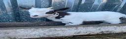 Goats livestock for sale: Pygmy goat - Advert 6