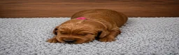 Labradoodle dogs for sale: 🌟Stunning Miniature Labradoodle Pups🌟 - Advert 11