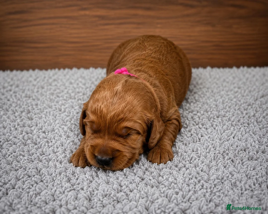 Labradoodle dogs for sale: 🌟Stunning Miniature Labradoodle Pups🌟 - Advert 11