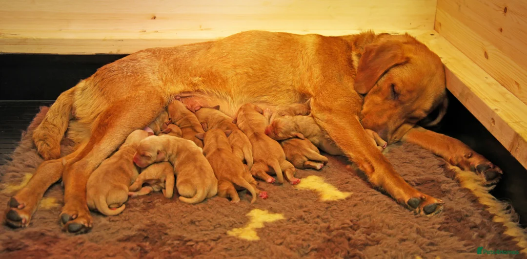 Labrador Retriever dogs for sale: RKC Fox Red Bitch Puppy ready to leave 23rd Feb - Advert 10