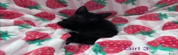Mixed Breed cats for sale: 5 Kittens Ready to Go! - Advert 6