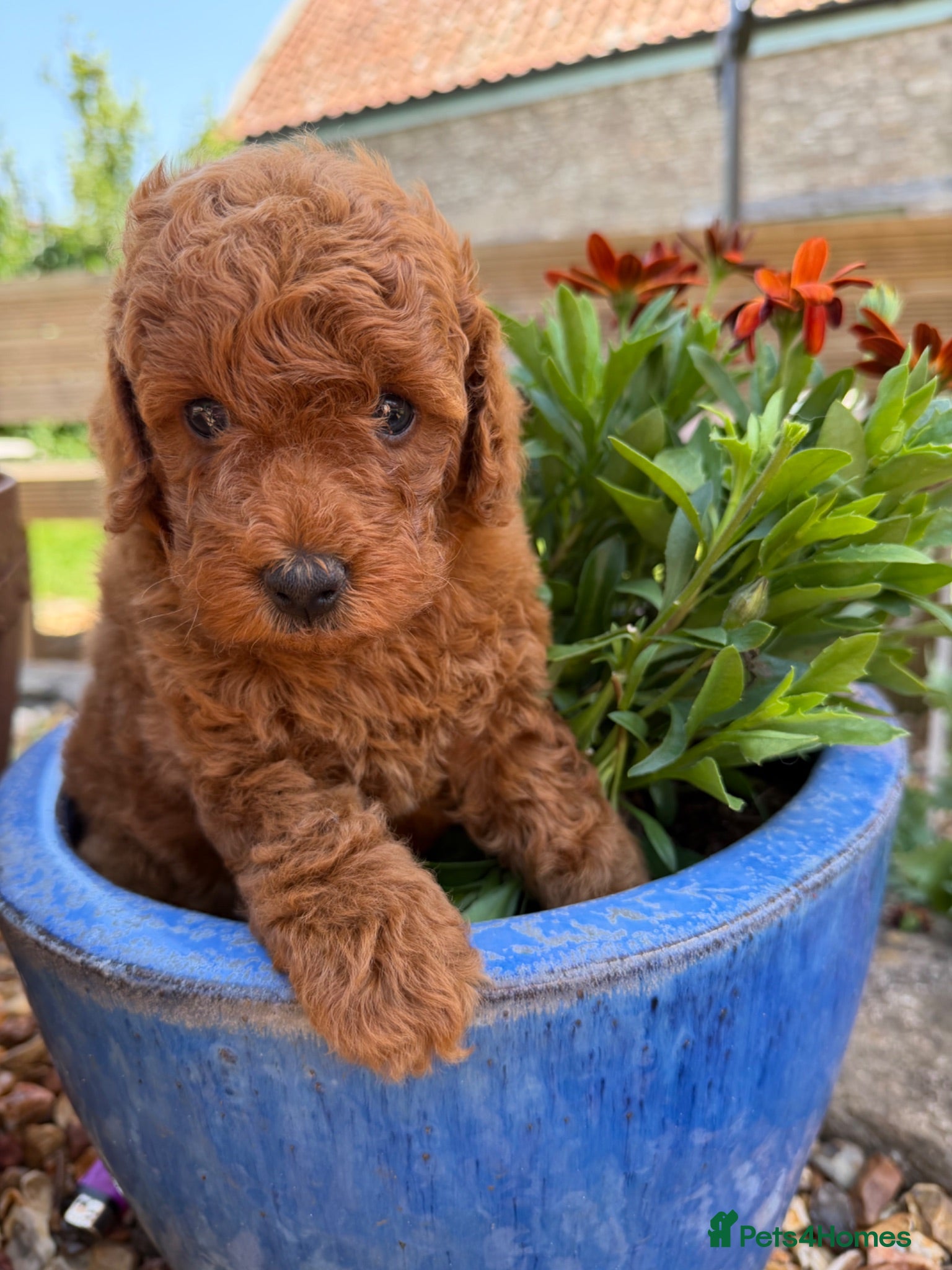 Poodle dogs Miniature homebred  red poodle pups male  - Advert 2