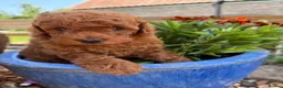 Poodle dogs for sale: Miniature homebred  red poodle pups male  - Advert 2