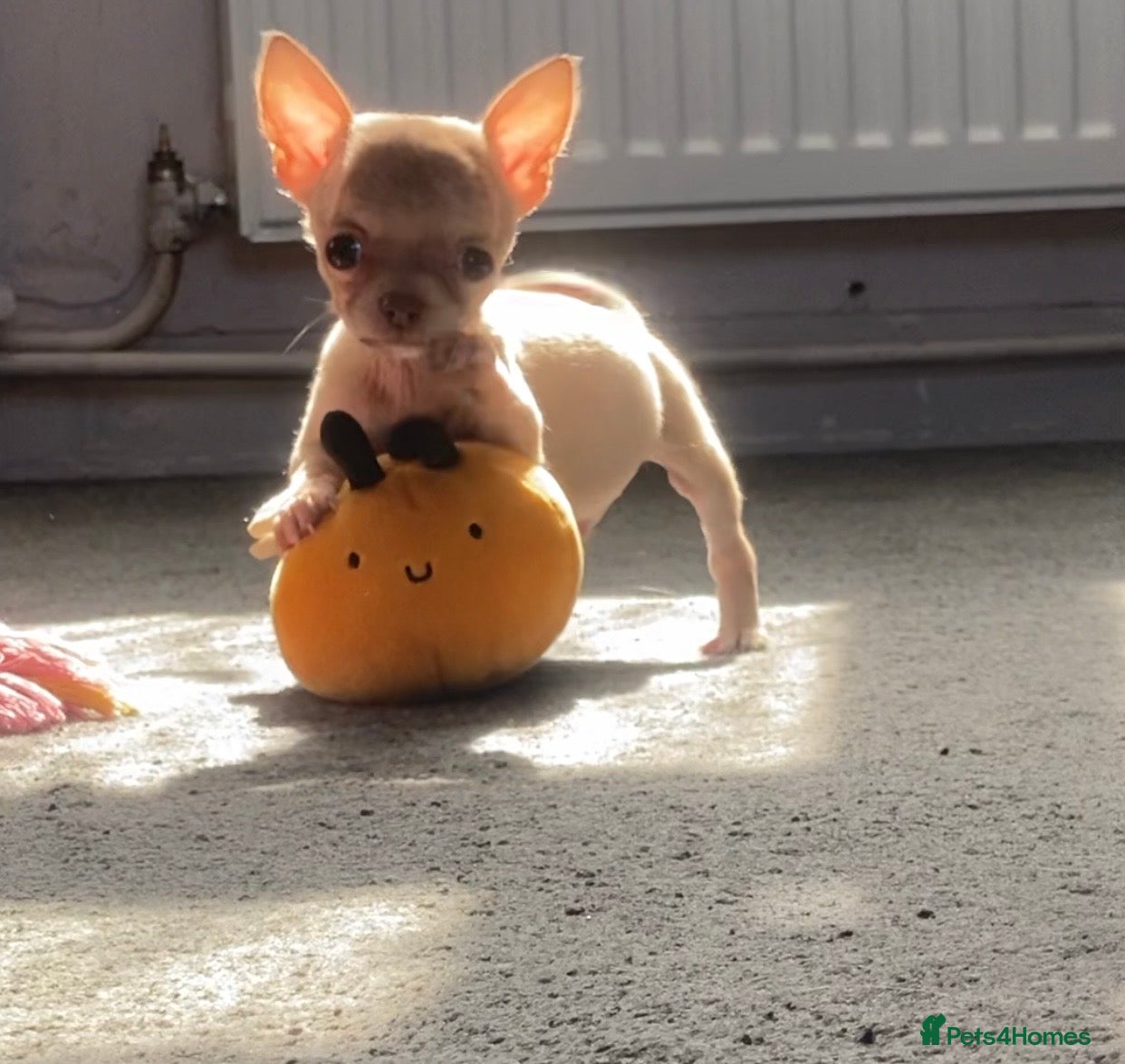 Chihuahua dogs Look look look!! Lovely pups! vet checked 1st vac - Advert 20