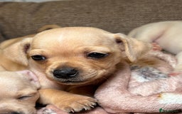 Chiweenie dogs for sale: chiweenie - Image 4