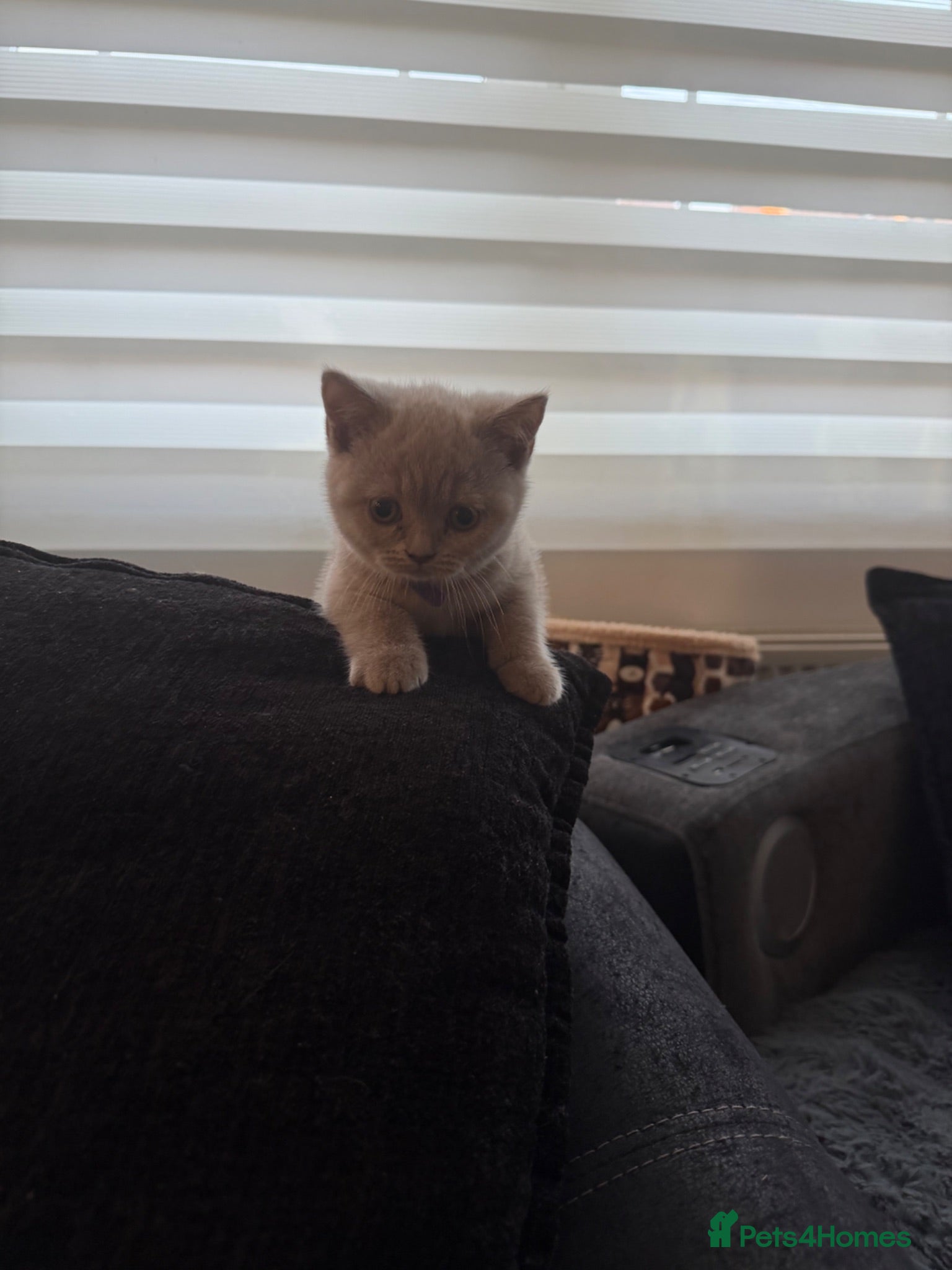 British Shorthair cats 3 gorgeous female lilac British shorthair kittens - Advert 2