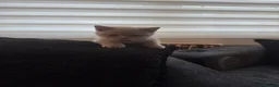 British Shorthair cats for sale: 3 gorgeous female lilac British shorthair kittens - Advert 2
