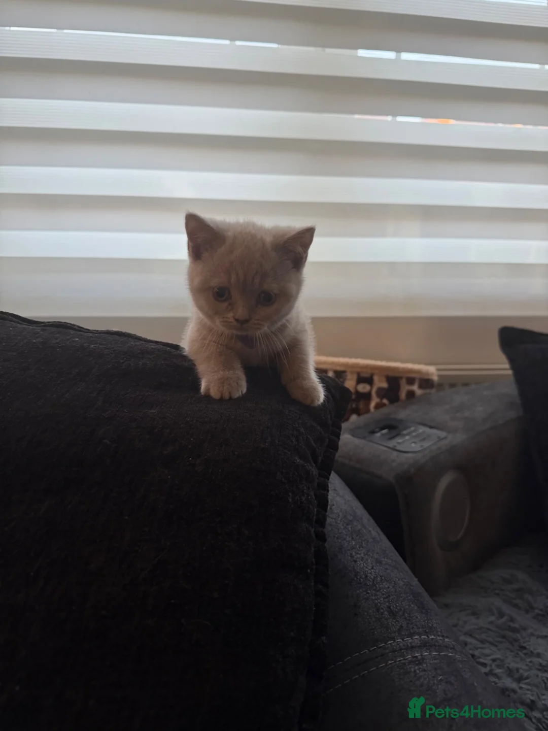 British Shorthair cats for sale: 3 gorgeous female lilac British shorthair kittens - Advert 2