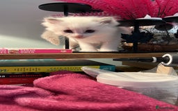 Ragdoll cats for sale: Blue mitted and bicolour ragdolls - Image 9