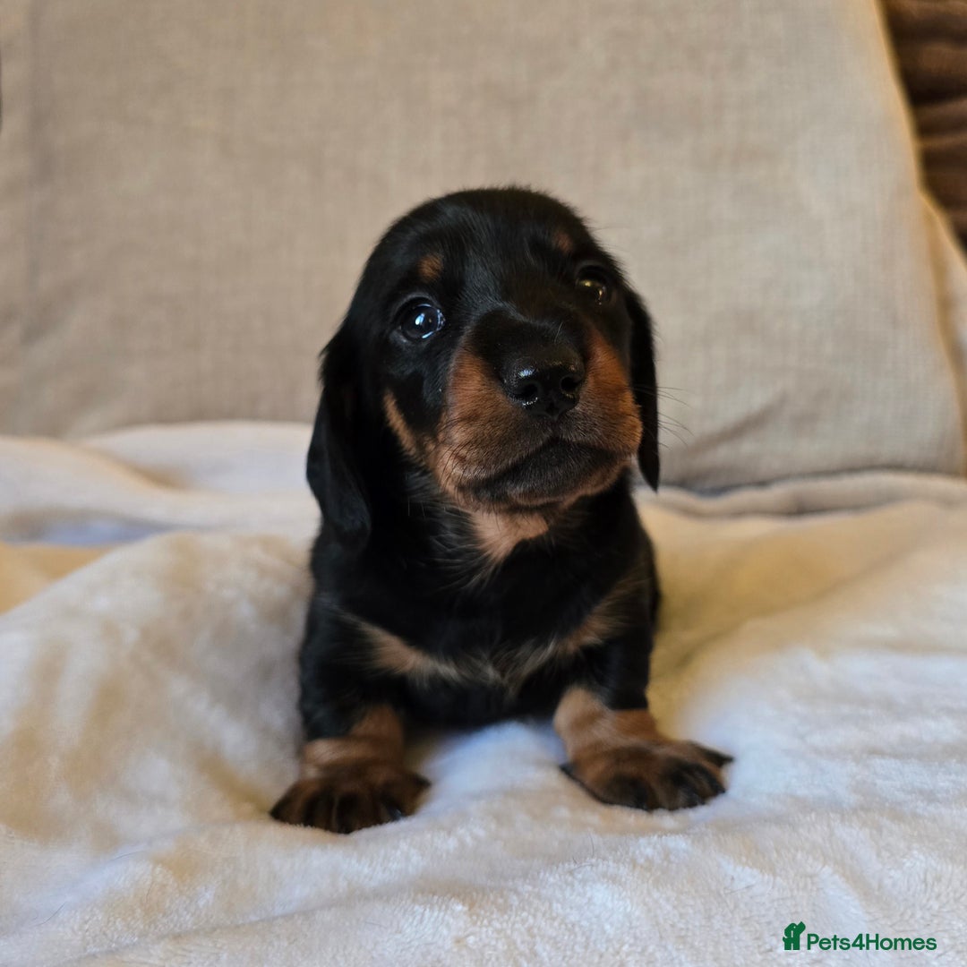 Miniature Dachshund dogs for sale: 💙Beautiful Miniature Dachund Puppies💙 - Advert 8
