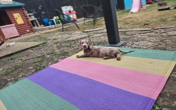 Dachshund dogs for sale: Ready now, last 3 Dachshund Puppies - Image 24