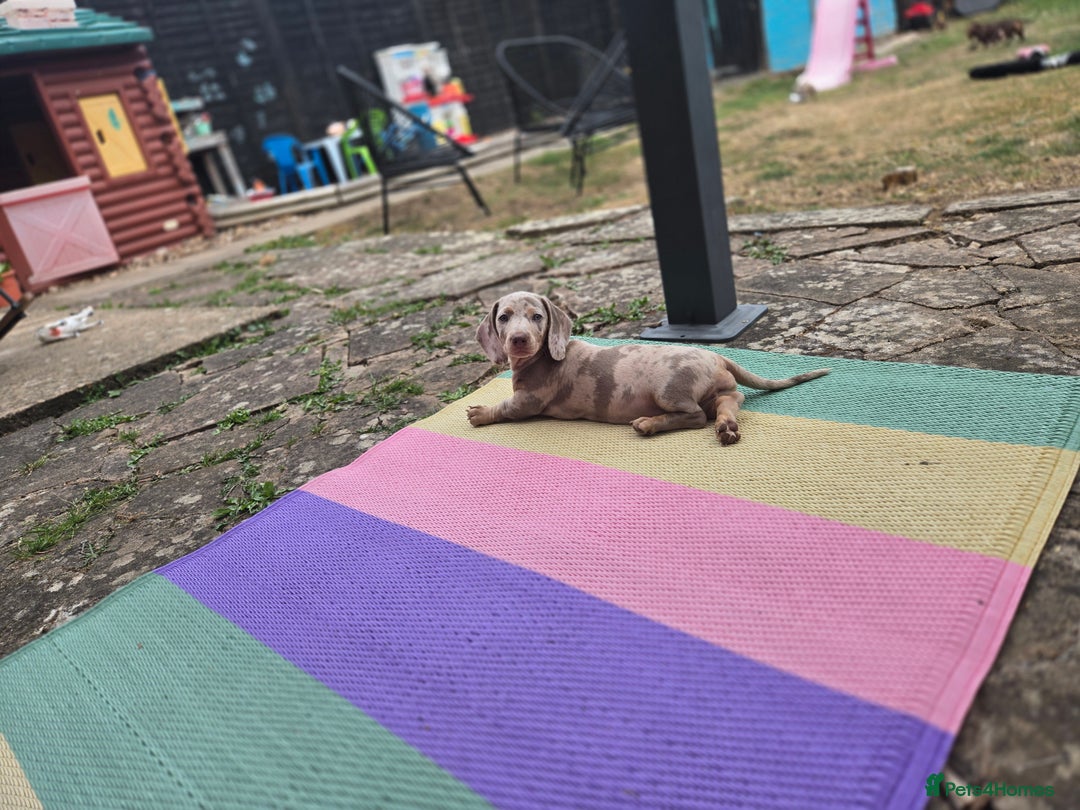 Dachshund dogs for sale: Ready now, last 3 Dachshund Puppies - Image 24
