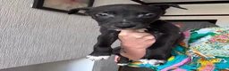 Lurcher dogs for sale: Lurcher puppies M/F  - Advert 14