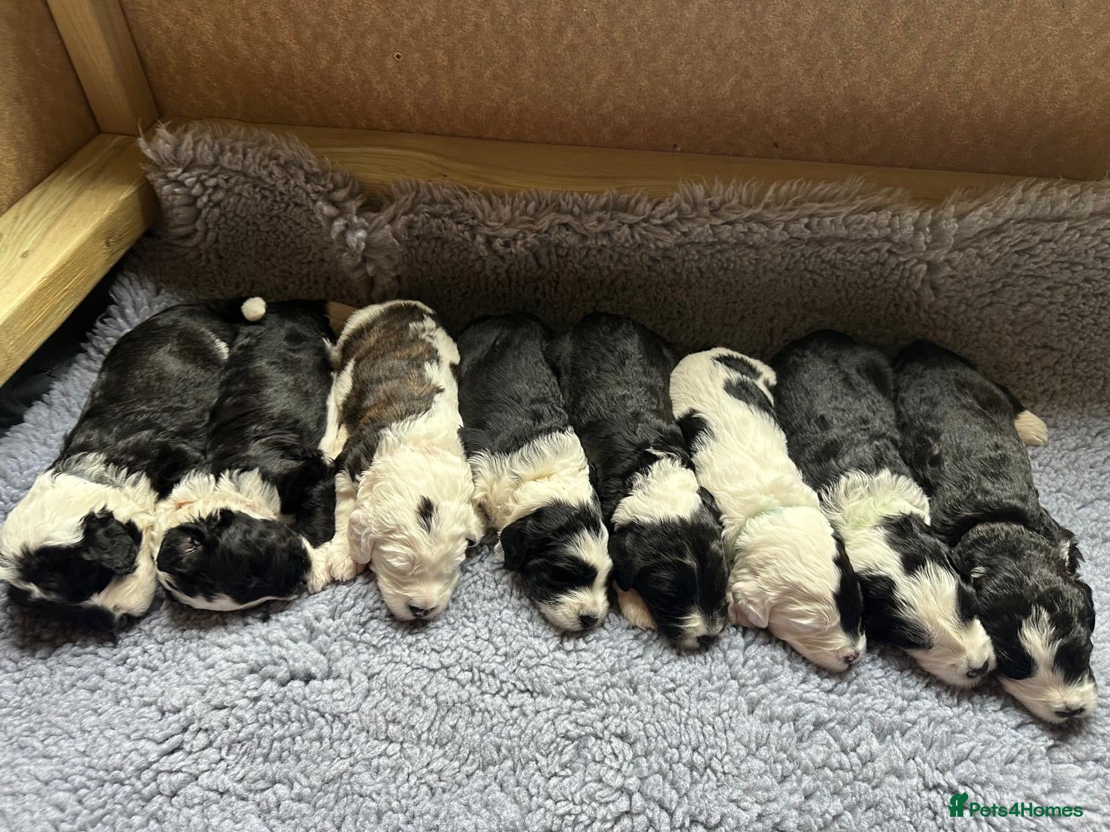 Sheepadoodle dogs Sheepadoodles for sale - Advert 1