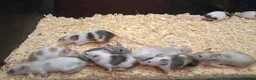 Mixed Breed reptiles for sale: Baby Fancy Pet Mice Females  - Advert 11