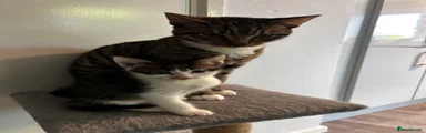 Bean