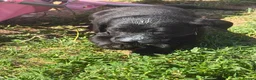 Labrador Retriever dogs for sale: 🐾 Beautiful Female Labrador Puppy 🐾 - Advert 6
