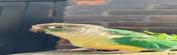 Conures birds for sale: Green cheek conure  - Advert 3