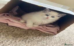 Ragdoll cats for sale: Purebred Male Ragdoll for sale - Image 4