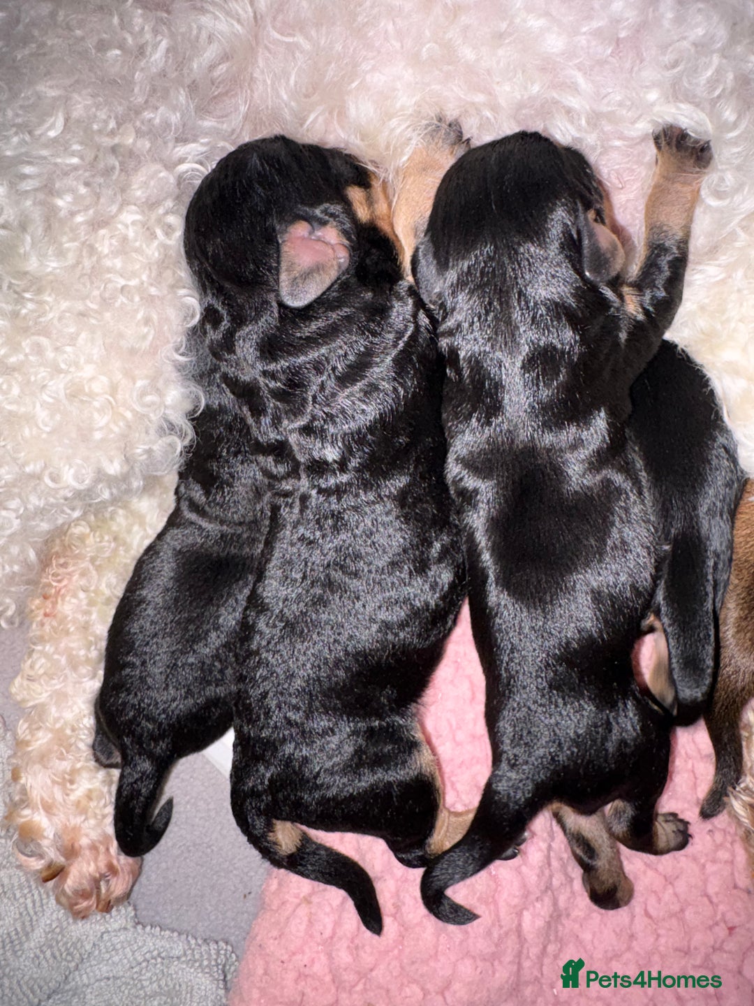 Mixed Breed dogs for sale: Doxie poo puppies - Image 10