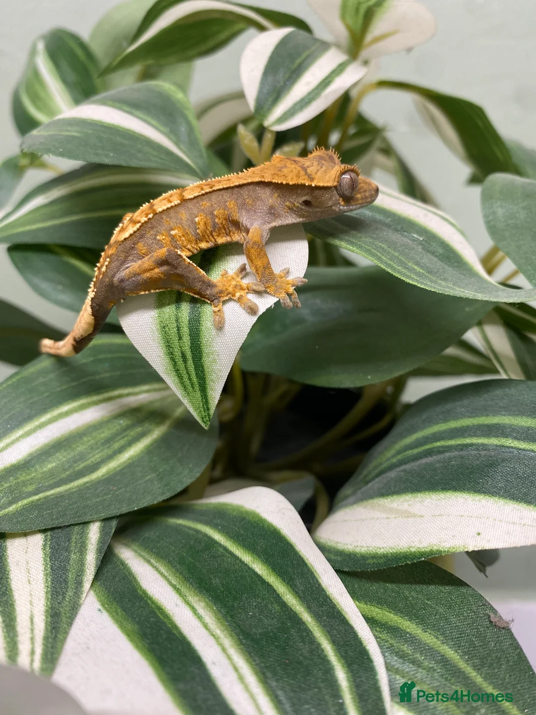 Gecko reptiles for sale: Crested Gecko Babies - Advert 17