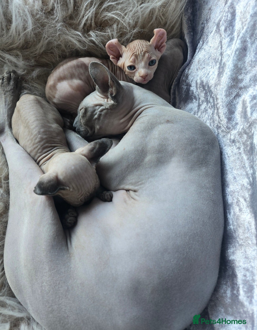Sphynx cats 🩷SPHYNX KITTENS🩷 TICA REG & HEALTH TESTED 🩷  - Advert 1