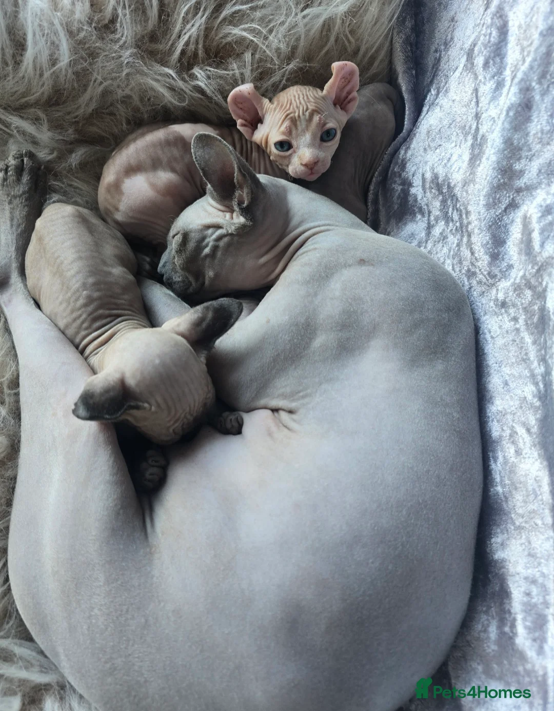 Sphynx cats for sale: ❤️ TICA PEDIGREE KITTENS ❤️😸HEALTH TESTED😸  - Advert 2