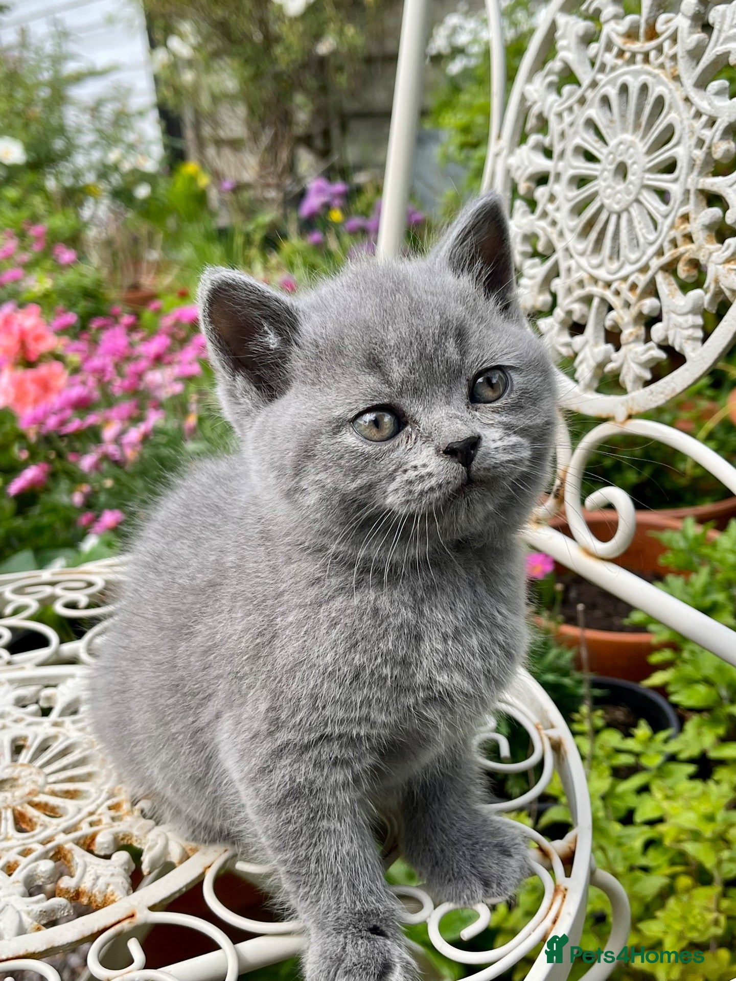 British Shorthair cats Registered Vaccinated Female Blue BSH - Advert 3