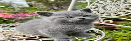 British Shorthair cats for sale: Registered Vaccinated Female Blue BSH - Advert 1