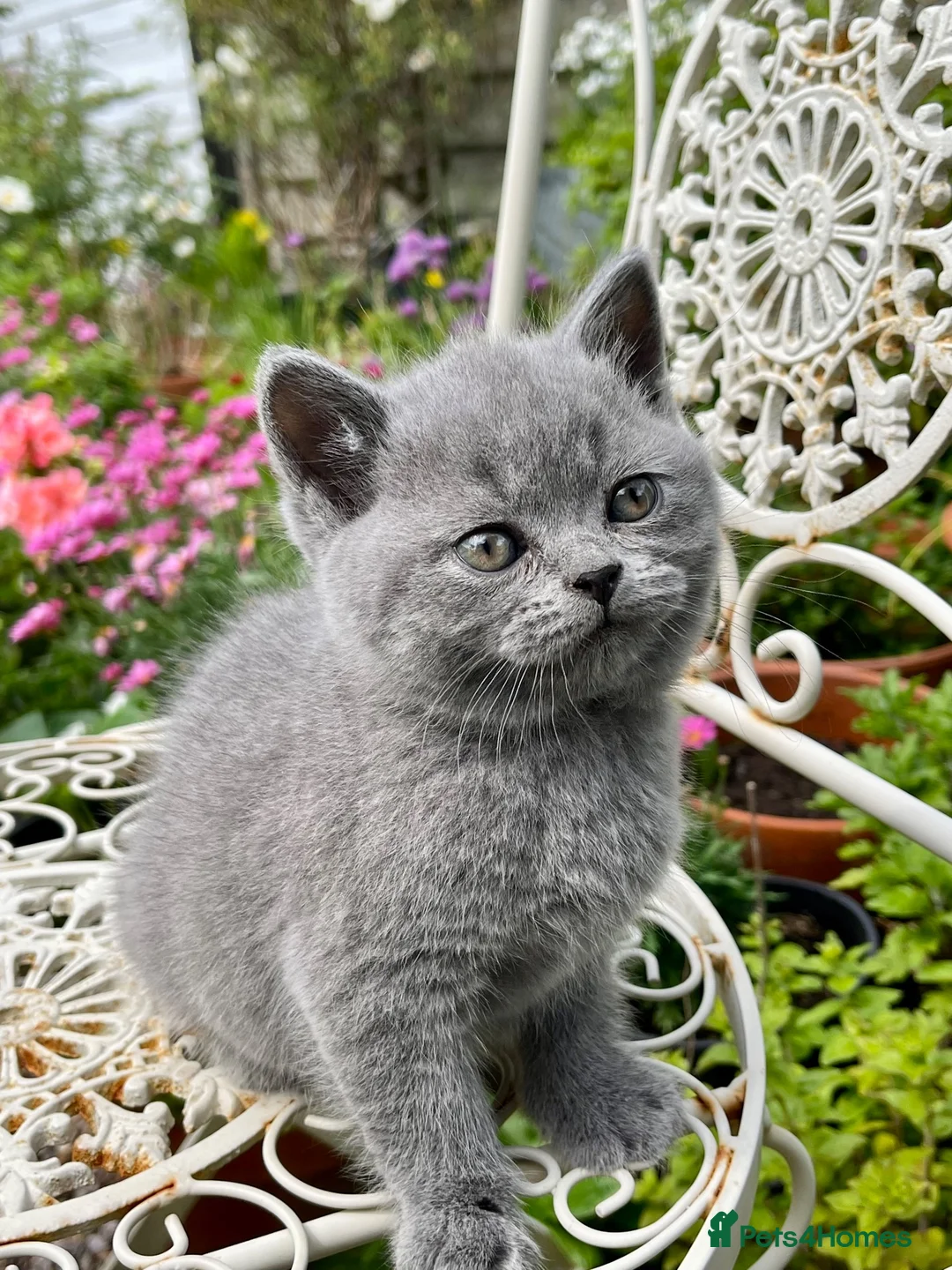 British Shorthair cats for sale: Registered Vaccinated Female Blue BSH - Advert 1