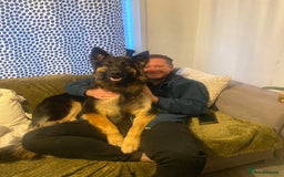 German Shepherd dogs for sale: 11 Beautiful German Shepherd Puppies 😍 - Image 18
