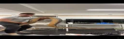 Python Snake reptiles for sale: 14ft Reticulated Python and vivarium in Whitchurch - Advert 1