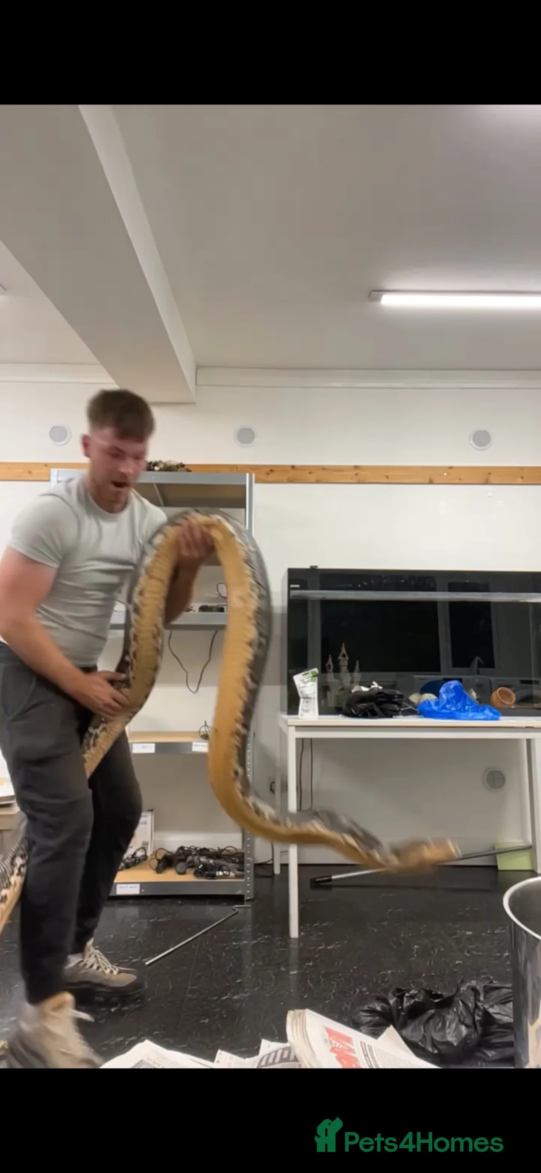 Python Snake reptiles for sale: 14ft Reticulated Python and vivarium in Whitchurch - Advert 1