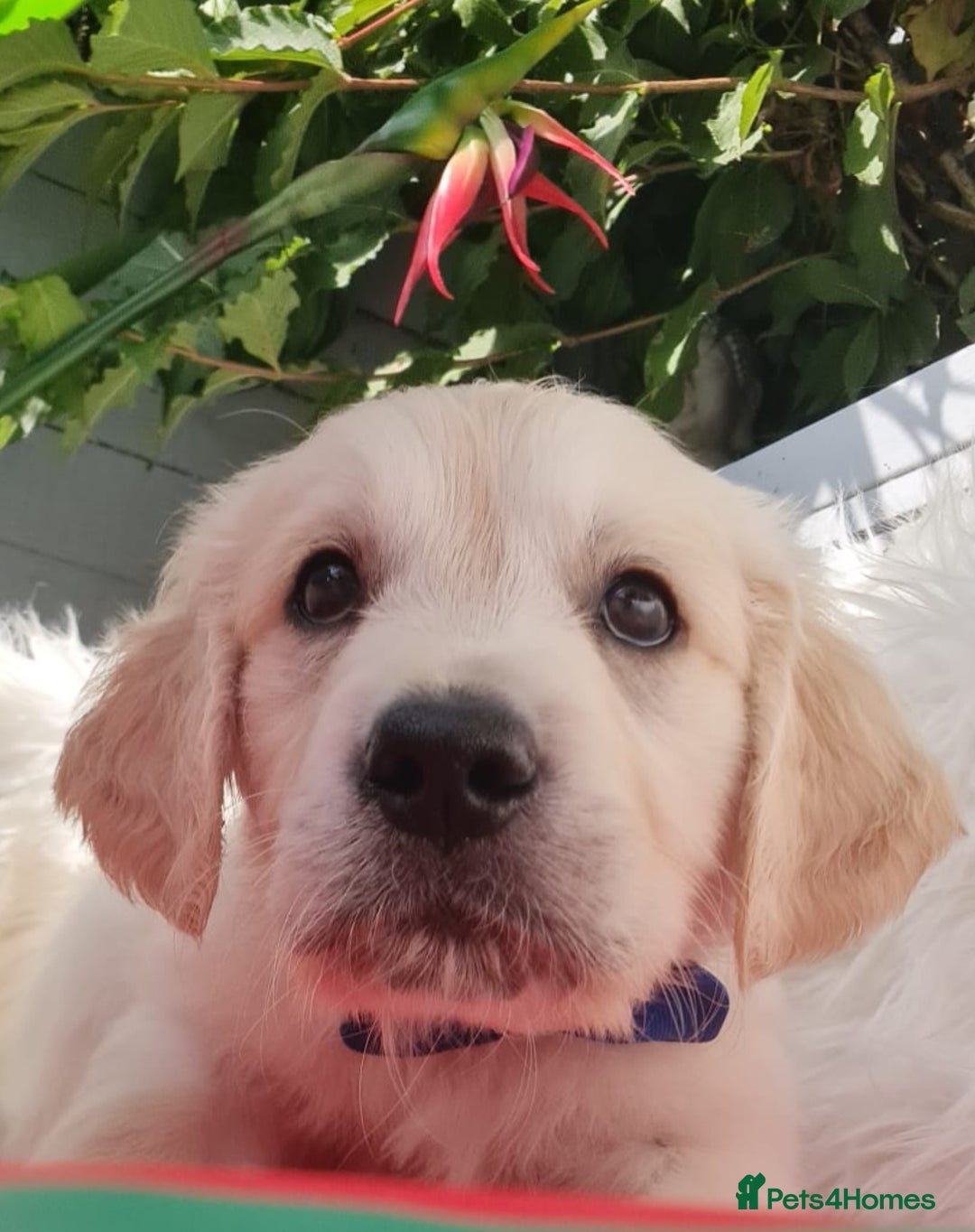 Golden Retriever dogs for sale: Stunning Golden Retriever puppies  - Image 11