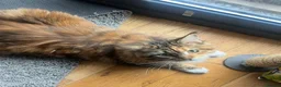 Maine Coon cats for sale: Gccf registered female Maine coon - Advert 3